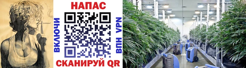 Шишки марихуана Bruce Banner  магазин продажи наркотиков  Строитель 